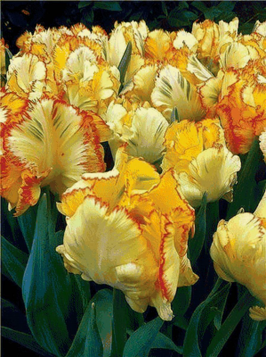 тюльпаны - предпросмотр