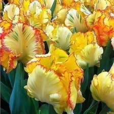 Схема вышивки «тюльпаны»