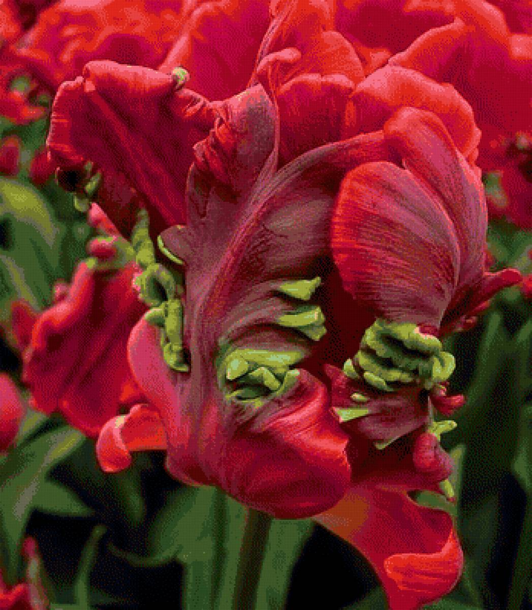 тюльпан2 - предпросмотр