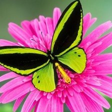 Схема вышивки «№1699805»