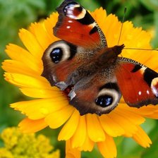 Схема вышивки «№1699812»