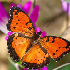 Схема вышивки «№1699825»