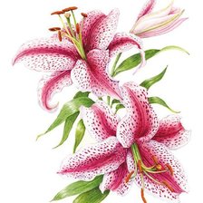 Схема вышивки «Лилии»
