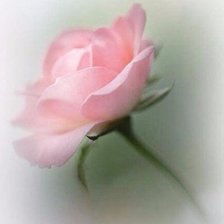 Схема вышивки «нежность»