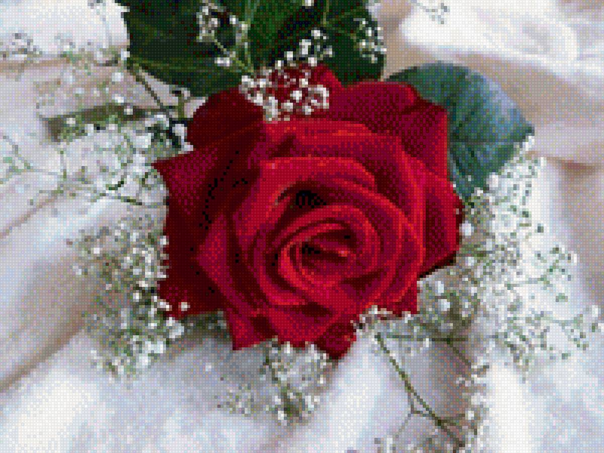 роза на снегу - красная роза, роза - предпросмотр