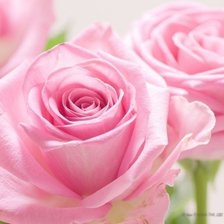 Схема вышивки «розы»