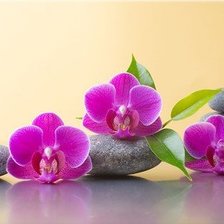 Схема вышивки «орхидеи»