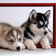 Схема вышивки «щенки хаски»