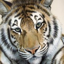 Схема вышивки «Тигр»