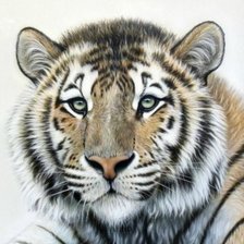 Схема вышивки «Тигр»