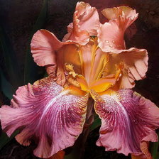 Схема вышивки «№1700591»