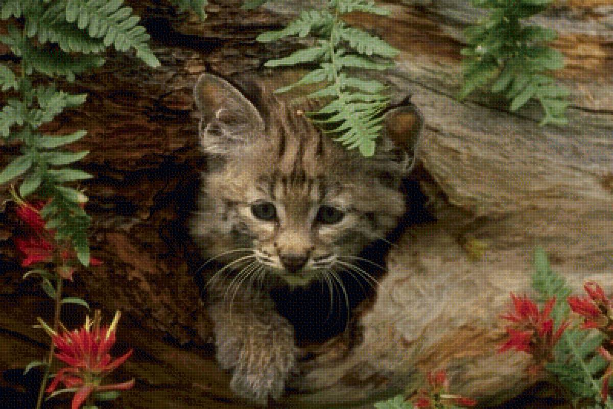 Рысь - пейзаж, животные - предпросмотр