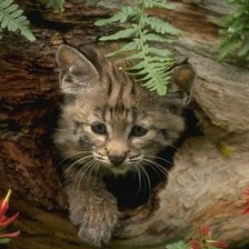 Схема вышивки «Рысь»