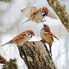 Схема вышивки «воробушки»