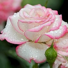 Схема вышивки «293»