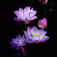 Схема вышивки «цветущий лотос»