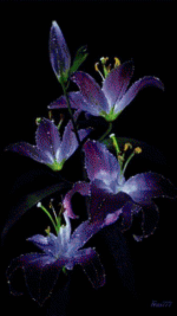 завораживающие цветы - цветы, природа - предпросмотр