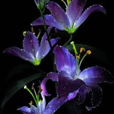 Схема вышивки «завораживающие цветы»