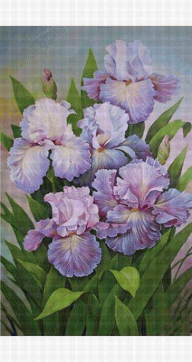 Ирисы - цветы - предпросмотр