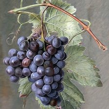 Схема вышивки «Виноград»