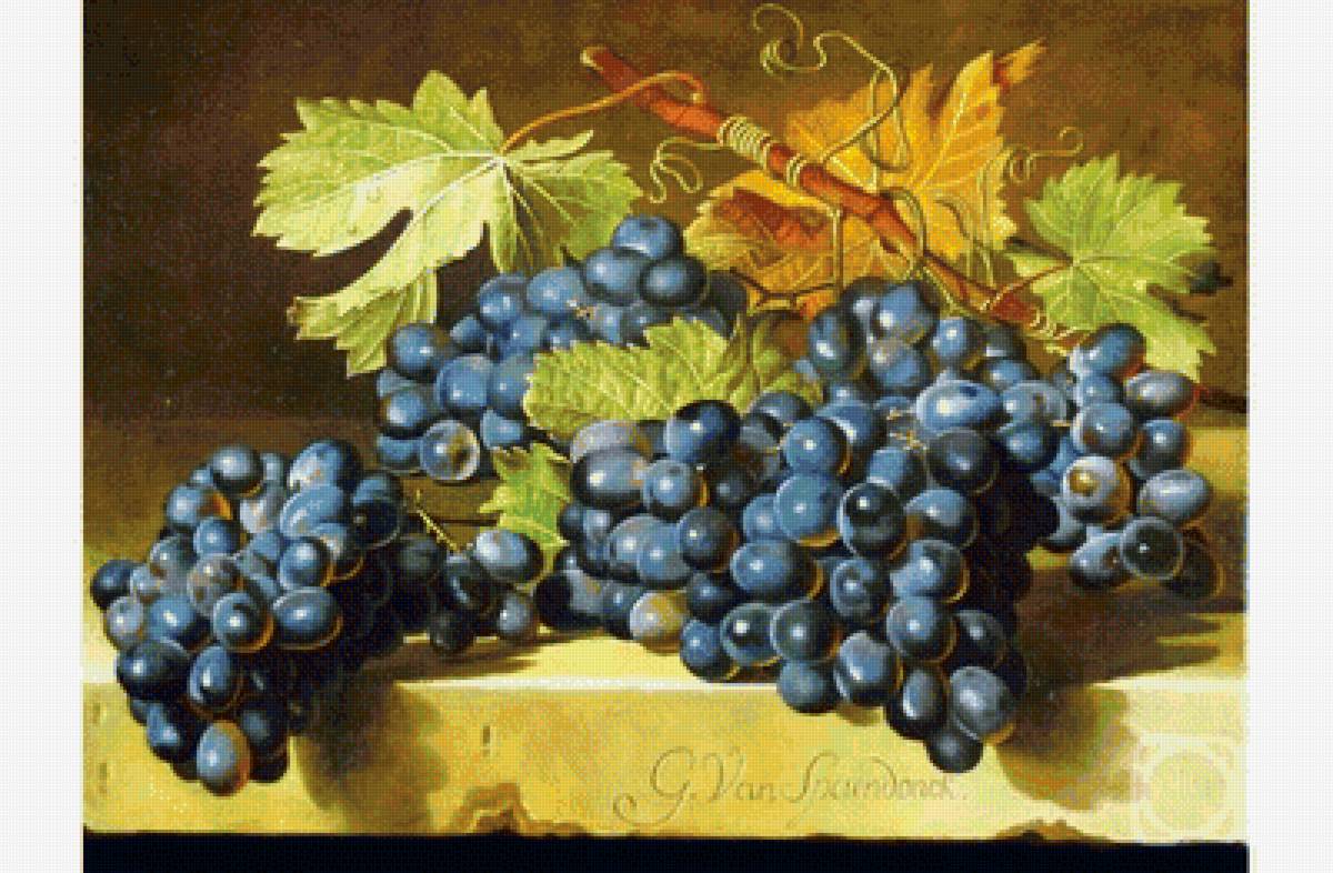 Виноград - фрукты - предпросмотр