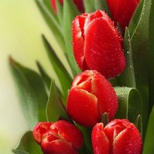 Схема вышивки «тюльпаны»