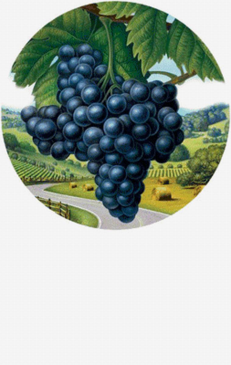 Виноград - предпросмотр