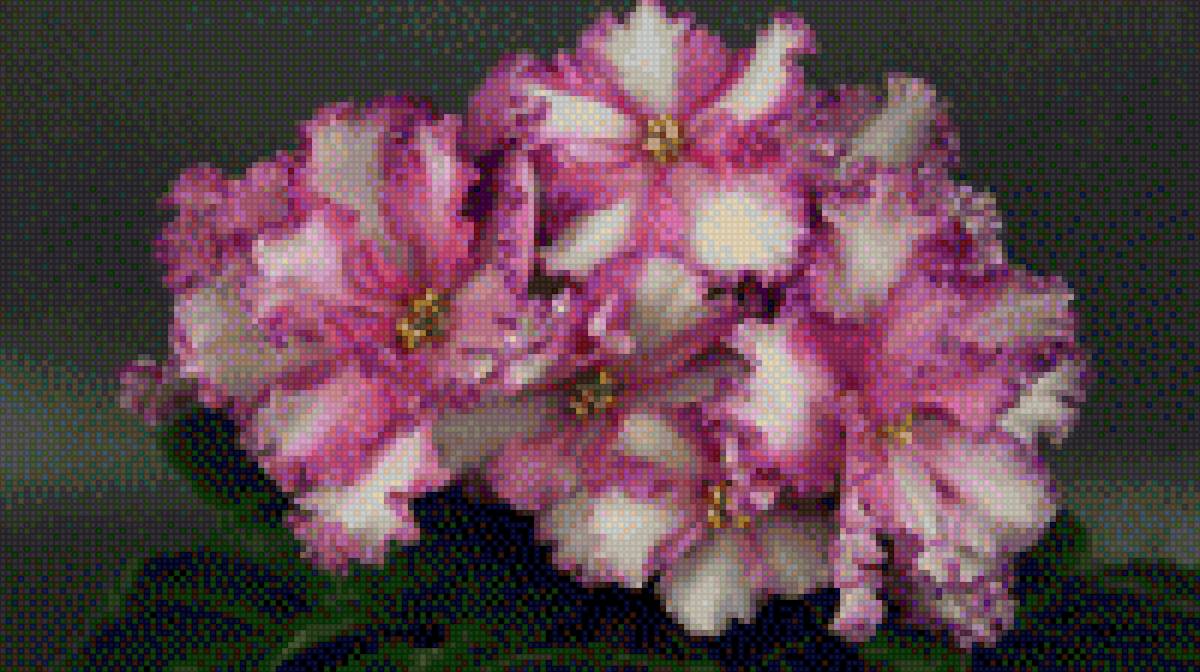 фиалки - цветы, розовые фиалки, фиалки - предпросмотр