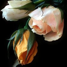 Схема вышивки «Розы3»