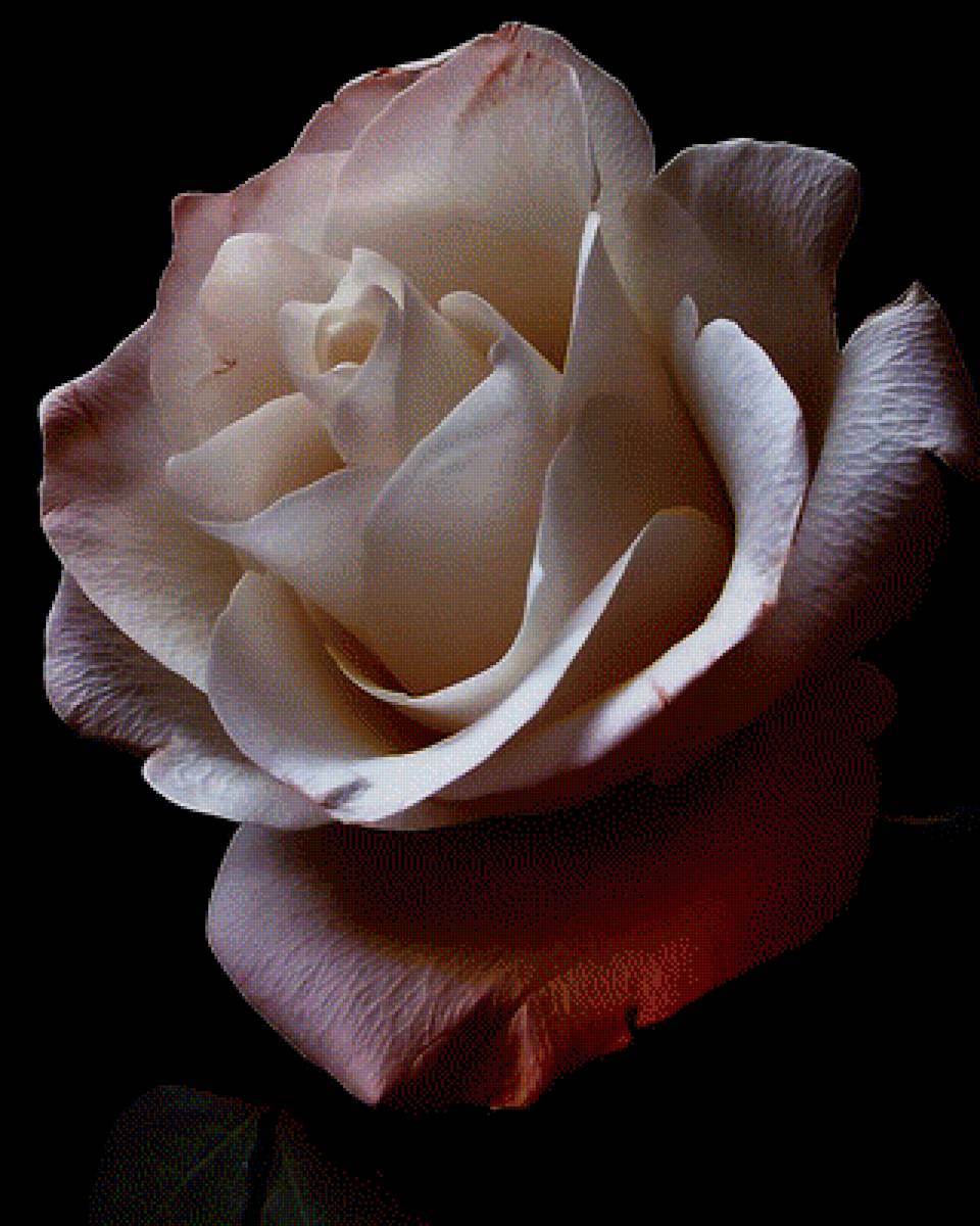 Роза - предпросмотр