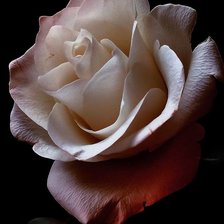 Схема вышивки «Роза»