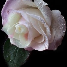 Схема вышивки «Роза в росинках»