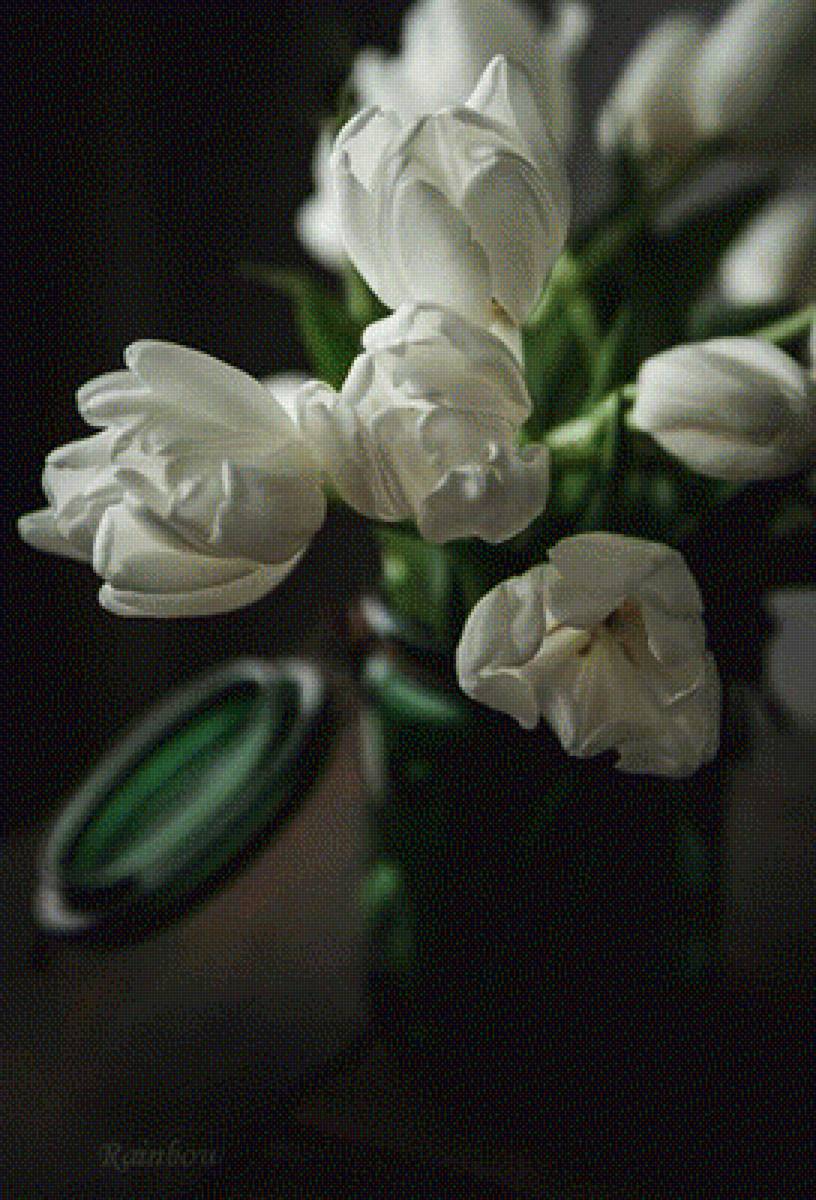 Белые тюльпаны - предпросмотр