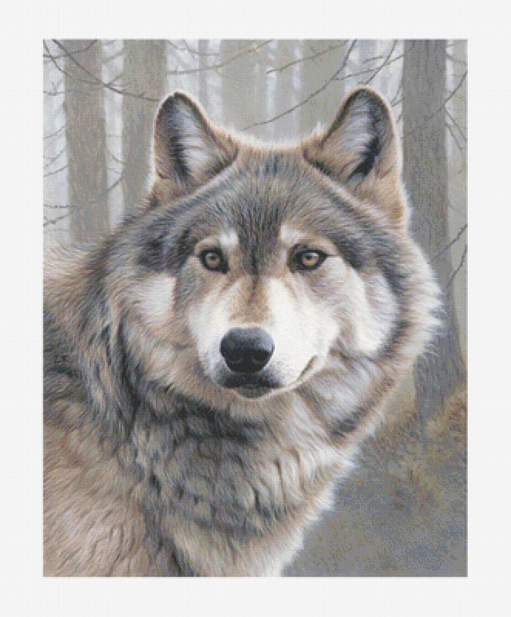 Серия "Хищники". Волк - волк, животные, хищники - предпросмотр