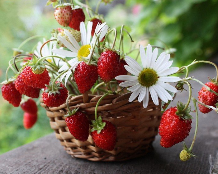 Летний натюрморт - земляника, ромашки, натюрморт - оригинал