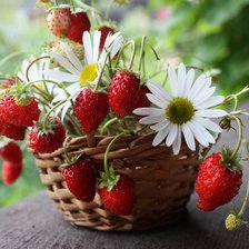 Схема вышивки «Летний натюрморт»