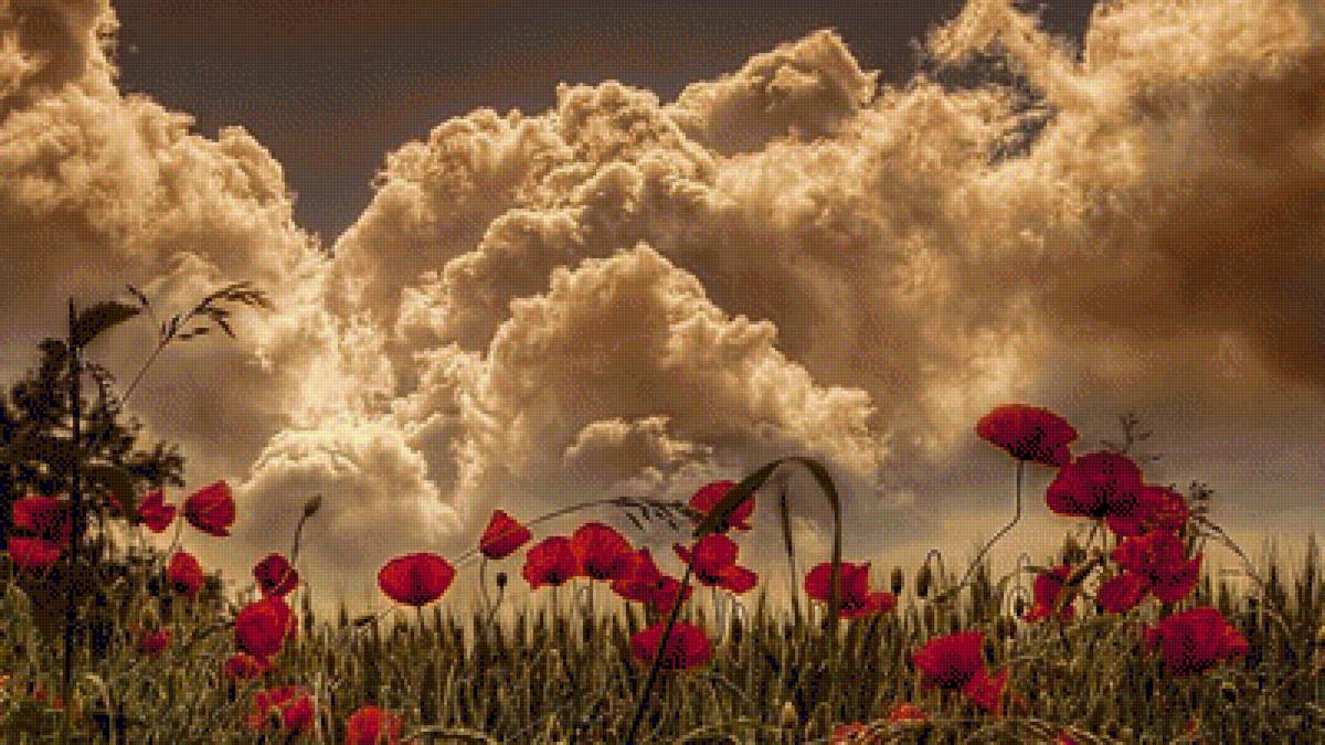 Полевые цветы - лето, облака, маки - предпросмотр