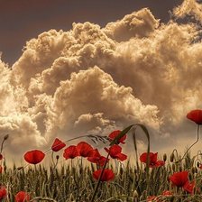 Схема вышивки «Полевые цветы»