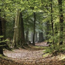 Схема вышивки «Лесные тропинки»