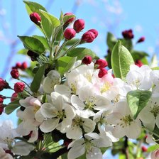 Схема вышивки «Весна»