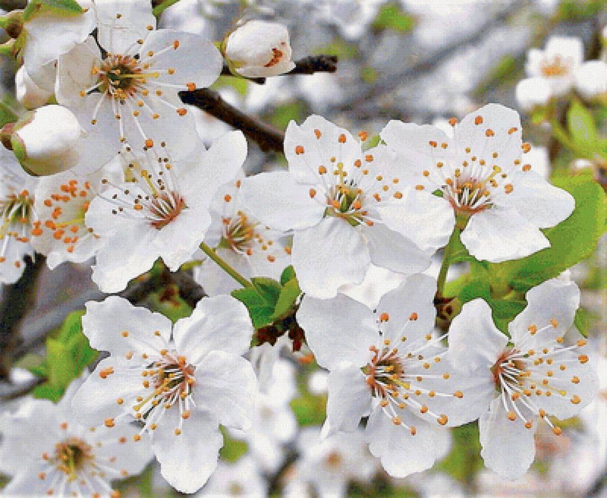 Яблоневый цвет - фото, природа - предпросмотр