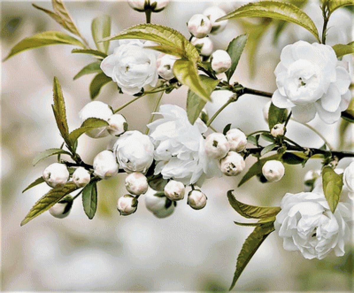 Цветущая ветка - природа, фото - предпросмотр