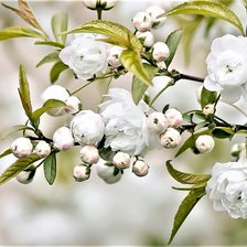 Цветущая ветка