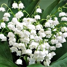 Схема вышивки «Ландыши»