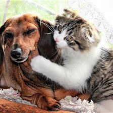 Схема вышивки «Дружба»