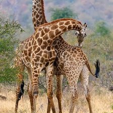 Схема вышивки «Жыраф»