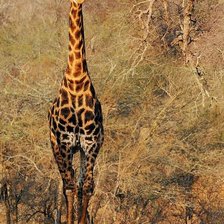 Схема вышивки «Жыраф»