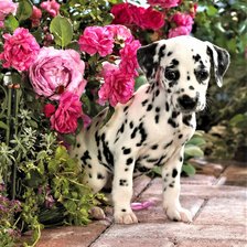 Схема вышивки «щенок в саду»