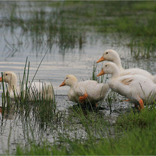 Схема вышивки «Patinhos»