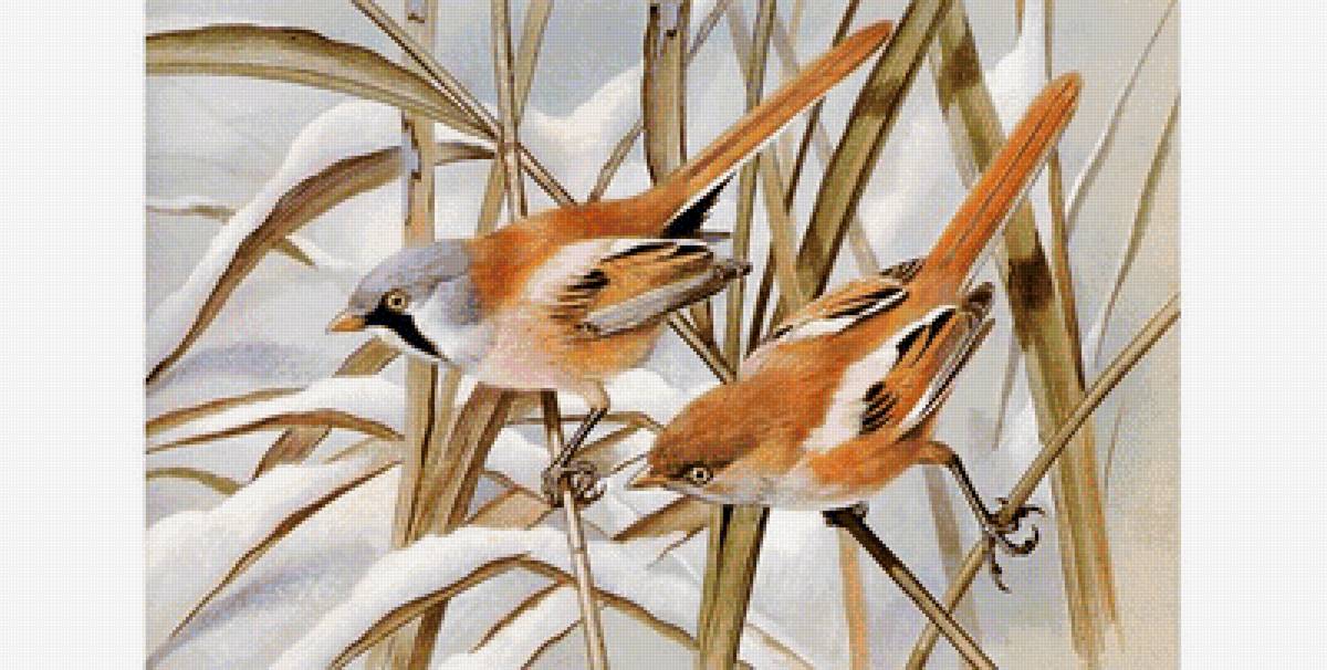 Птицы зимой - снег, птицы - предпросмотр